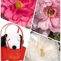 カロライナジャスミン,カロライナジャスミン,サザンカ,サザンカ,ハゴロモジャスミンの画像