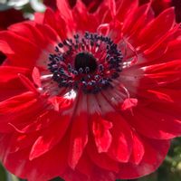 アネモネ,アネモネ,赤い花,切り花,真っ赤の画像
