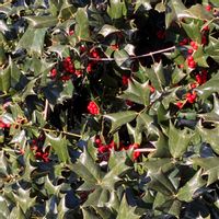 西洋ヒイラギ,実家の畑,いいねをありがとうございます¨̮♡︎の画像