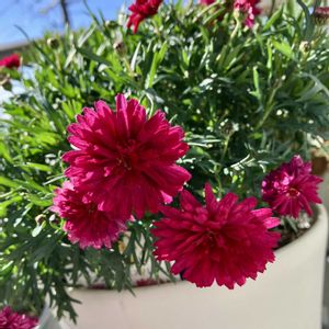 PWマーガレットフランボワーズスフレ,PWマーガレットフランボワーズスフレ,成長記録,ベランダの画像