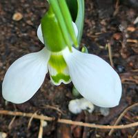 スノードロップ,感謝,花のある暮らし,いつまでも,き　れ　い❤の画像