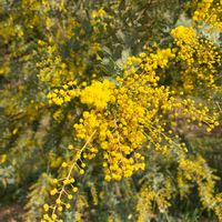 ミモザ,ラーメン屋♡,お出かけ先の画像