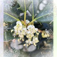 ヒイラギ,ブックカバー、,花のある暮らし,今日のお花,チーム愛知の画像