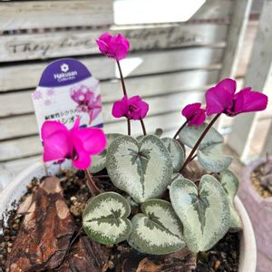 成長記録,可愛い〜♡,イマニワ,花のある暮らし,PRの画像