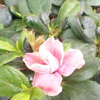 アザレア,鉢植え,室内の画像