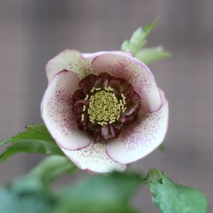 クリスマスローズ,種から,初開花,自家製交配種の画像