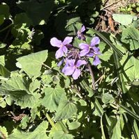 オオアラセイトウ,ヤブコウジ,春の花！,お寺の境内,木のみ、草の実の画像