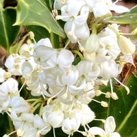 ヒイラギ,クリスマスホーリー,ヒイラギの花,西洋柊(クリスマスホーリー),癒しの画像