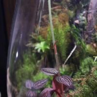 テラリウム,頂き物,ジュエルオーキッド,さげもんの画像