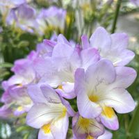 ストック,フリージア,感謝,ありがとう♡,今日も笑顔で♡の画像