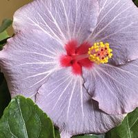 ハイビスカス,ハイビスカス　ケイト,部屋の中,スマホ撮影,ベテラン乙女倶楽部の画像