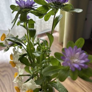 アスター,アスター,スイセン,スイセン,姫アスターの画像