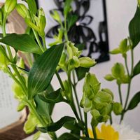 アルストロメリア,キク,アルストロメリア　ジェイド,月曜日は元気色の花,その他部屋の画像