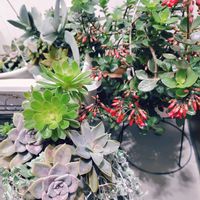 カランコエ,神刀,ディコンドラ,黒法師先祖戻り,アエオニウム 属の画像