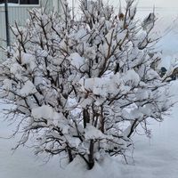 ヤマボウシ,ヤマボウシ,雪が降った～！,いつまでも友達でいよう♡,庭の画像
