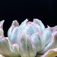 高砂の翁,唐印,バークレーライト錦の画像