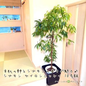 シナモン,,セイロンニッケイ,セイロンニッケイ(シナモン),セイロンニッケイ(シナモン)の画像