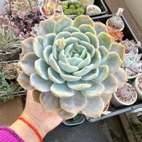 エケベリア,多肉植物,cocotto77_ラコロ×ブルーサプライズ成長記録,ベランダの画像