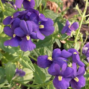 ネメシア,ネメシア,公園,鉢植え,花壇の画像