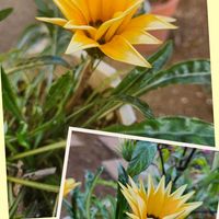 ガザニア,越冬,月曜日にビタミンカラー,チーム千葉✿︎,秘密の花園♡の画像