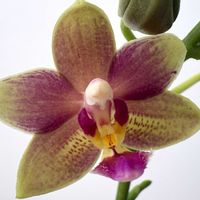 胡蝶蘭,ミディ胡蝶蘭,ミニ胡蝶蘭（みどりちゃん）,リビングの画像