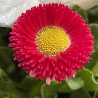 デージー,癒し,花のある暮らしの画像