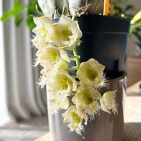 開花,洋ラン,Clowesia,チームタケノコ,Clowesia amazonica x roseaの画像