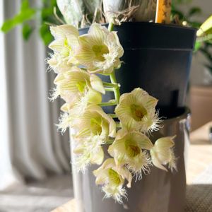 開花,洋ラン,Clowesia,チームタケノコ,Clowesia amazonica x roseaの画像