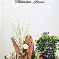 チランジア,ブルボーサ,ジュンセア,クリームベリー,レッドベルベットの画像