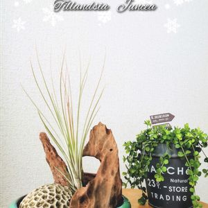 チランジア,ブルボーサ,ジュンセア,クリームベリー,レッドベルベットの画像