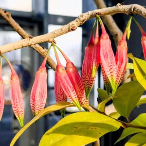植物園,散歩,鉢植え,温室,東京の画像