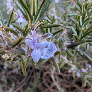 ローズマリー,匍匐性,畑の画像