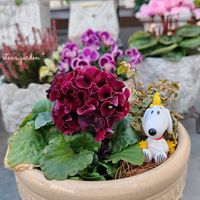 ローブドゥアントワネットロココ,寄せ植え,かわいい,屋上ガーデン,花のある暮らしの画像