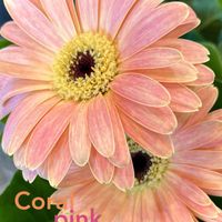 ガーベラ,ハナグルマ,フラワーアレンジメント,ブーケ,多年草の画像