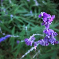 サルビア,花壇,お出かけ先の画像