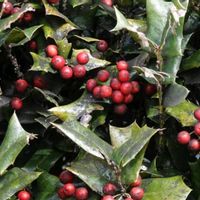 西洋ヒイラギ,西洋ヒイラギ,ヒイラギ,クリスマスホーリー,大船フラワーセンターの画像