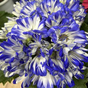 サボテン,お花大好き♡,キッチン,テラス,ベランダの画像