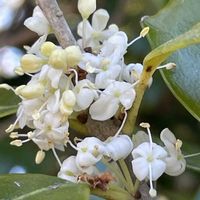 ヒイラギ,花壇,ガーデニング,山野草,樹木の画像