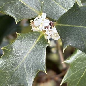 ヒイラギ,花壇,ガーデニング,山野草,樹木の画像