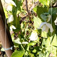 フレンチラベンダー,スナップエンドウ,ガーデニング,花のある暮らし,小さな庭の画像