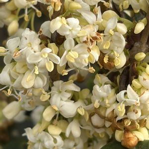 ヒイラギ,花壇,ガーデニング,山野草,樹木の画像