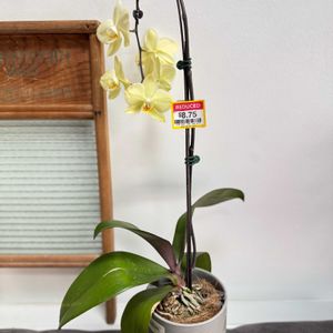 胡蝶蘭,胡蝶蘭,観葉植物,オーキッド,観葉植物初心者の画像