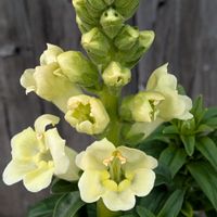 ハボタン,葉牡丹,金魚草,切り花用葉牡丹,キンギョソウ(切花用)の画像