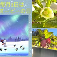 クリスマスローズ,レウィシア,癒し,今日の一枚,ありがとう♡の画像