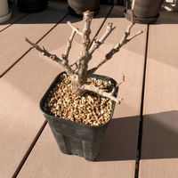 センナ・メリディオナリス,今日の一枚,珍奇植物,おうち園芸の画像