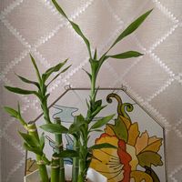 ミリオンバンブー,緑のある暮らし,百均出身,100均ミリオンバンブー,凛としての画像