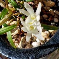 セッコク,信濃石斛 生坂極姫,ラン科,洋室,信濃セッコクの画像