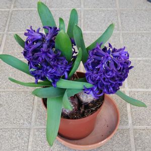 エキナセア,クリスマスローズ,ヒヤシンス,ヒヤシンス,ヒヤシンスの画像