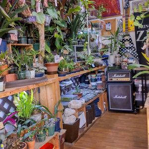 多肉植物,ウラボシ科,ビカクシダ属,食中植物,塊根の画像