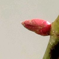 バラ,アンジェラ,つるバラ,アンジェラの新芽,庭の画像